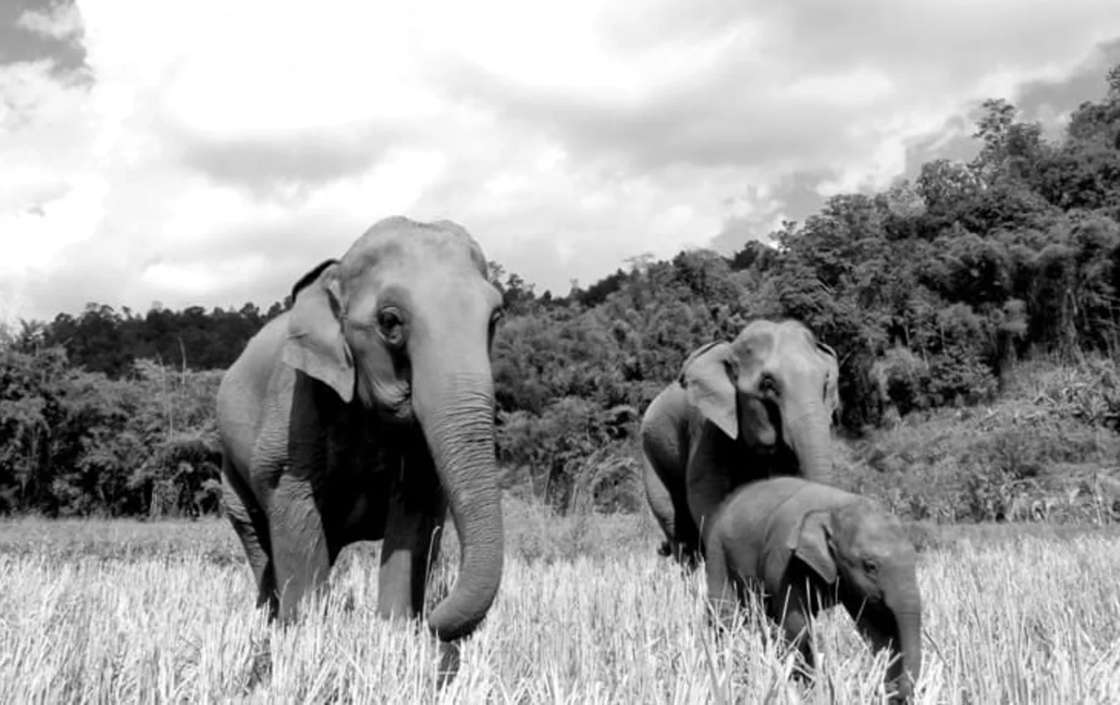 PostgreSQL 官网中文版:pg.center