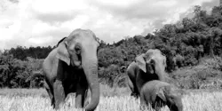 Featured Image for PostgreSQL 官网中文版:pg.center